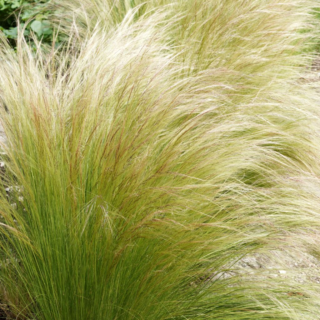 Höyhenheinä - Stipa tenuifolia