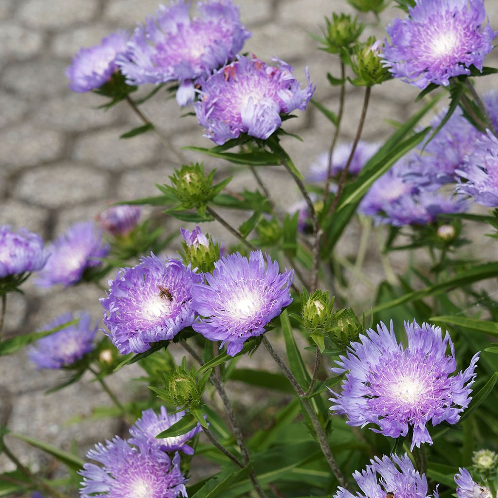 Sinikki Blue Star
