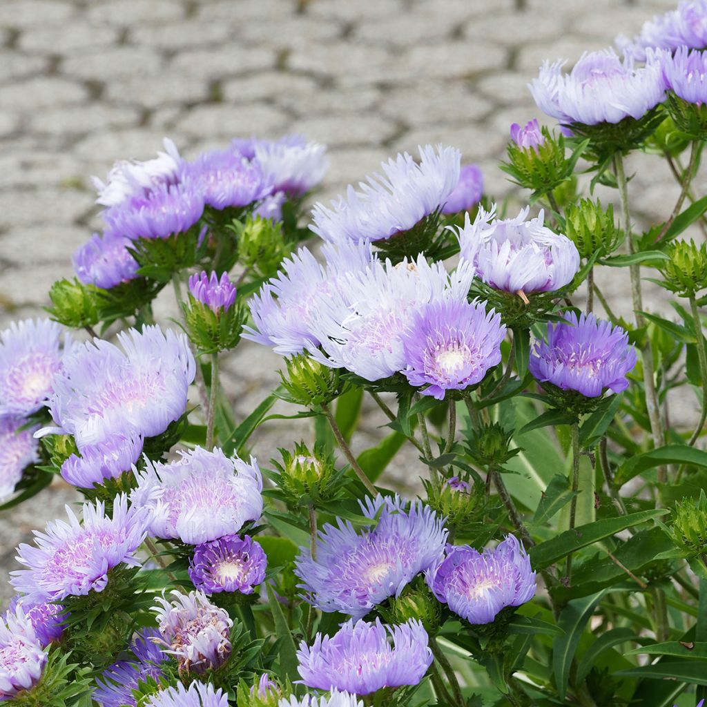 Sinikki Blue Star