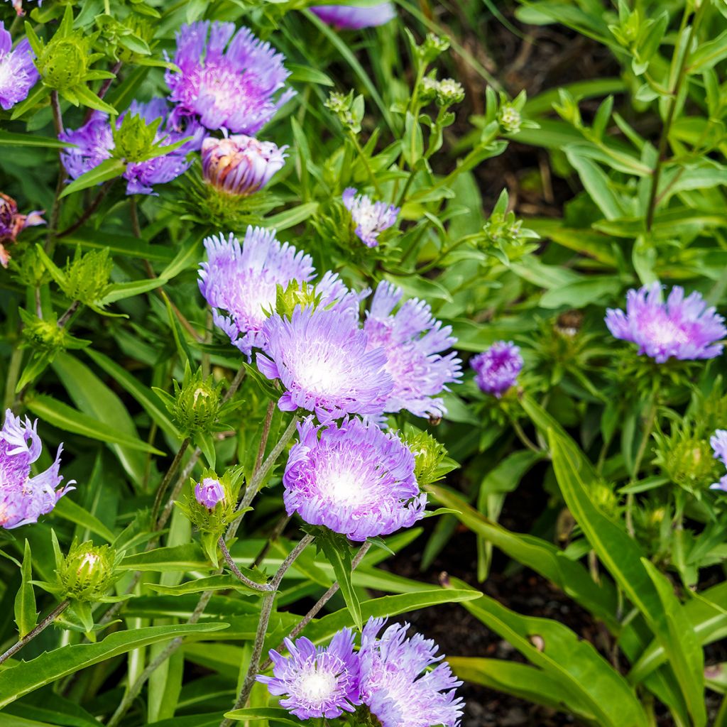 Sinikki Blue Star
