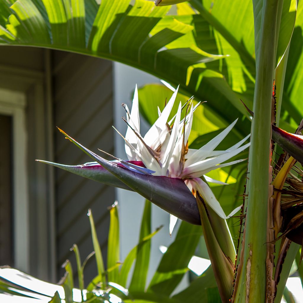 Valkokolibrikukka (siemenet) - Strelitzia nicolai