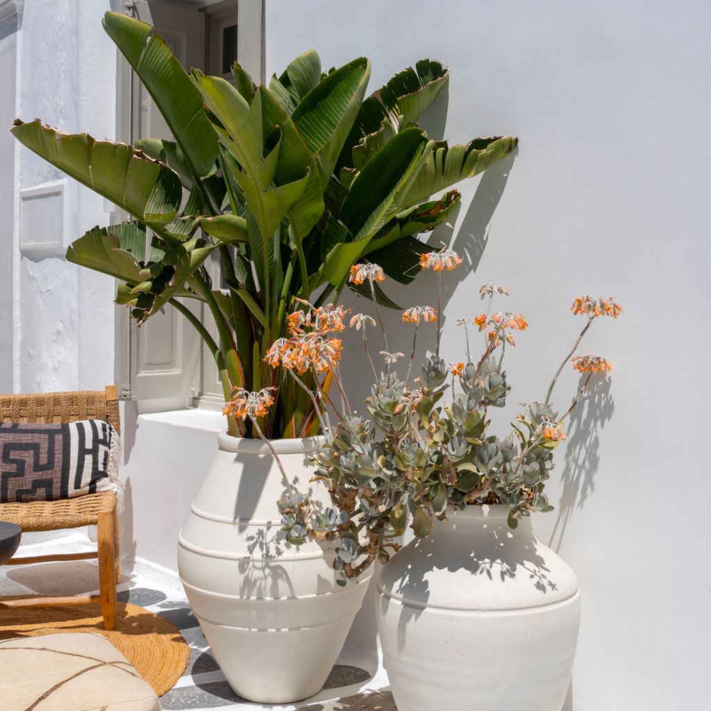 Valkokolibrikukka (siemenet) - Strelitzia nicolai