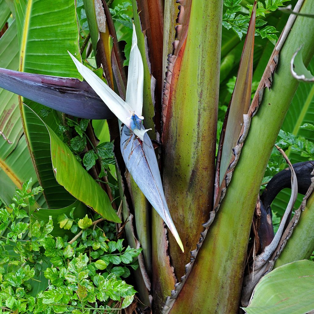 Valkokolibrikukka (siemenet) - Strelitzia nicolai