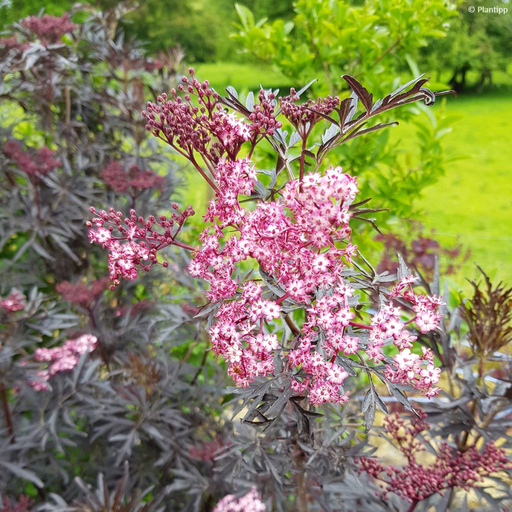 Mustaselja Cherry Lace