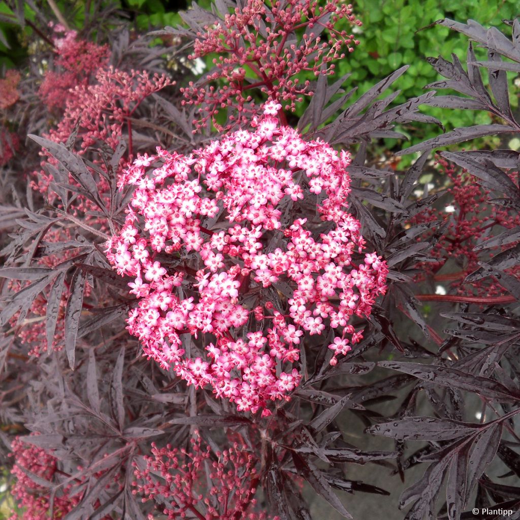 Mustaselja Cherry Lace