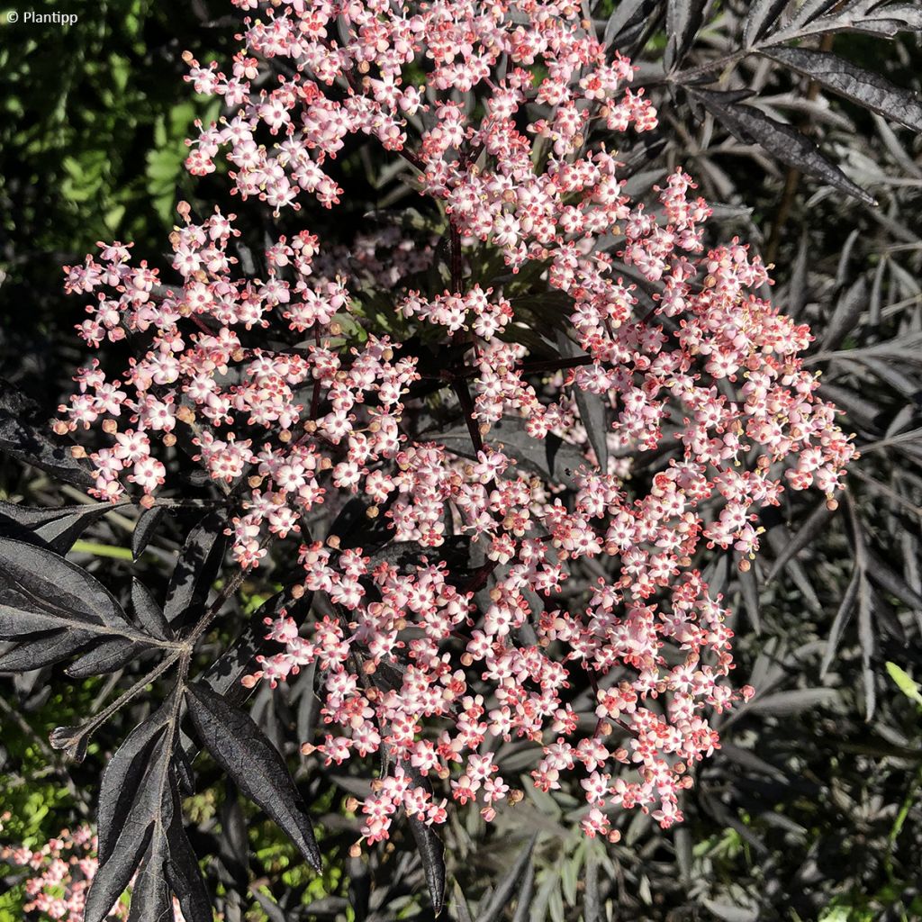 Mustaselja Cherry Lace
