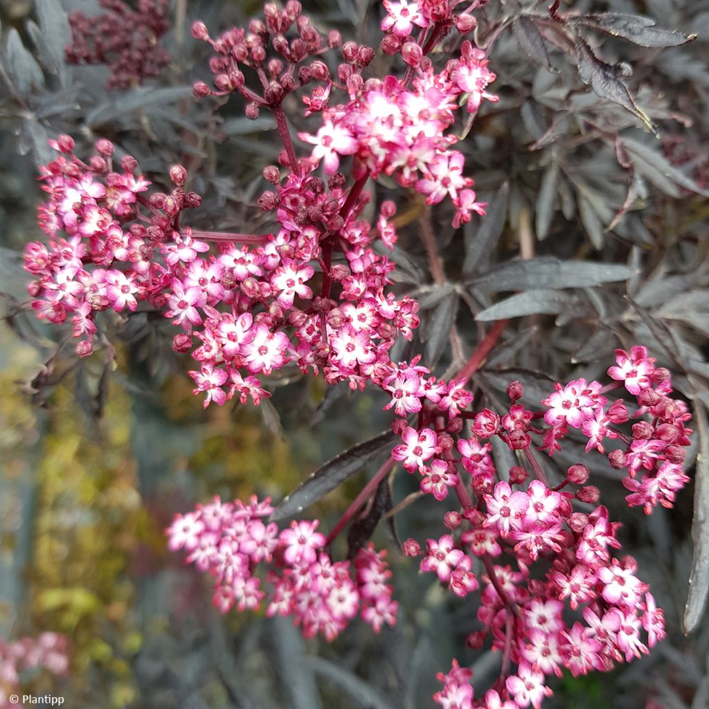 Mustaselja Cherry Lace