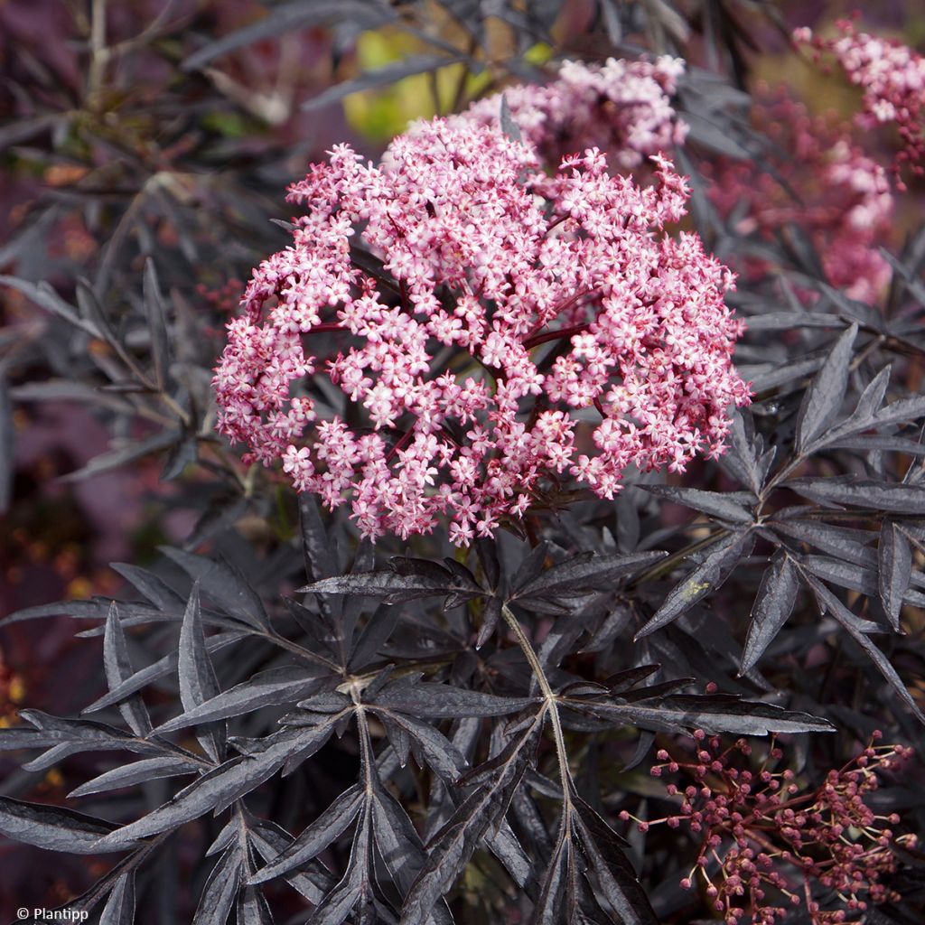 Mustaselja Cherry Lace