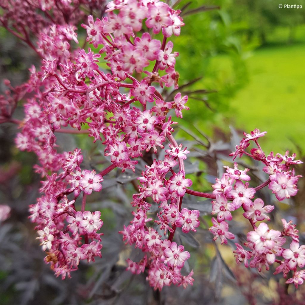 Mustaselja Cherry Lace