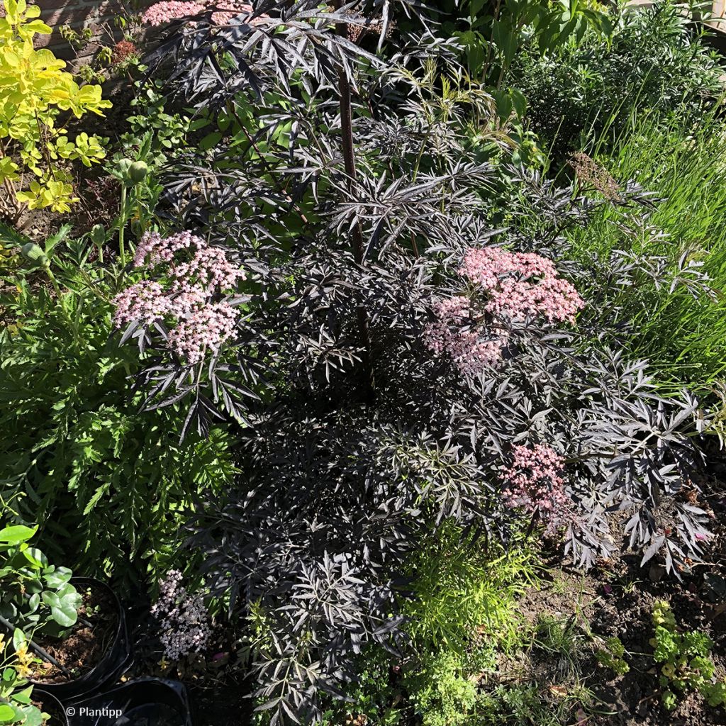 Mustaselja Cherry Lace