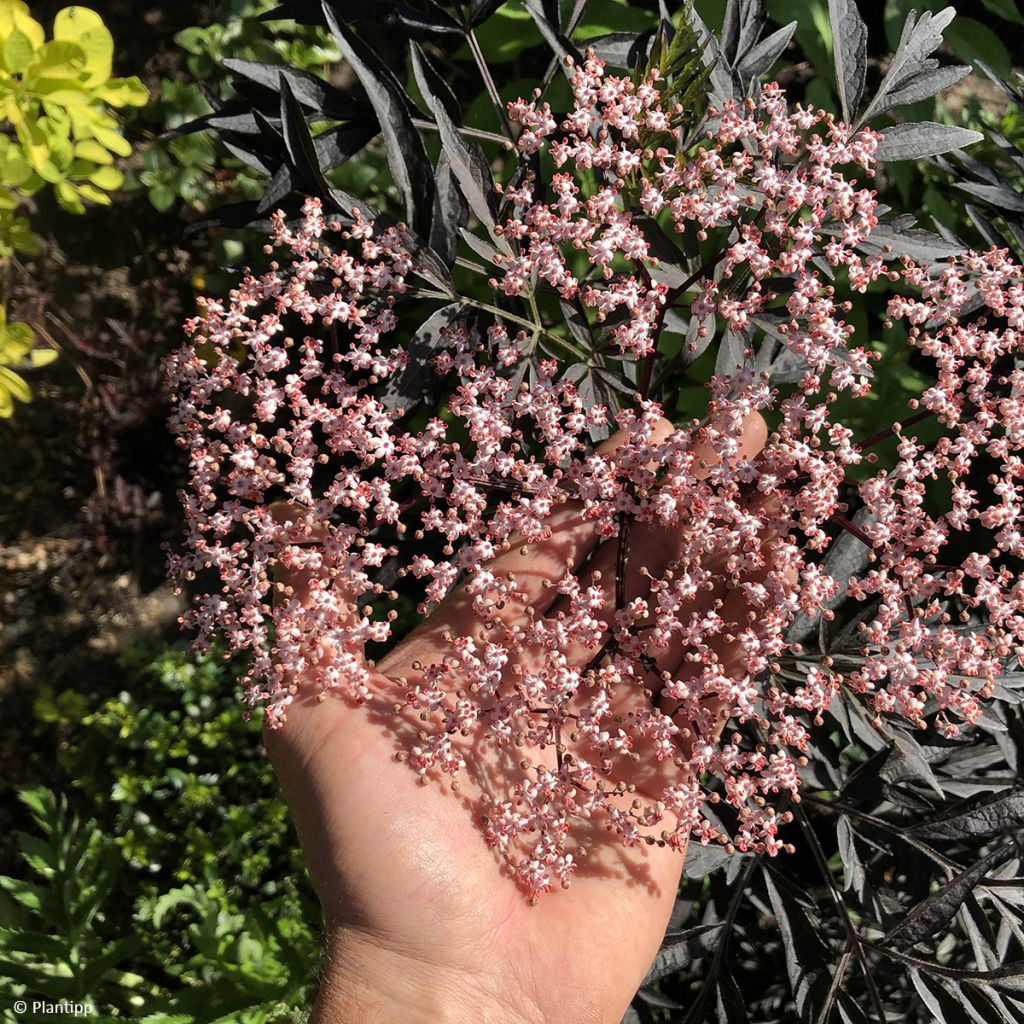 Mustaselja Cherry Lace