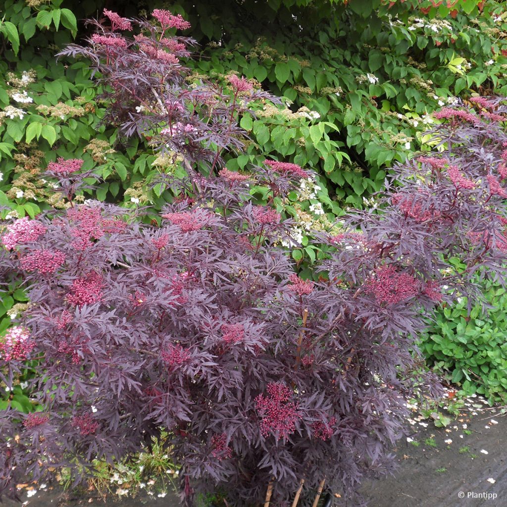 Mustaselja Cherry Lace