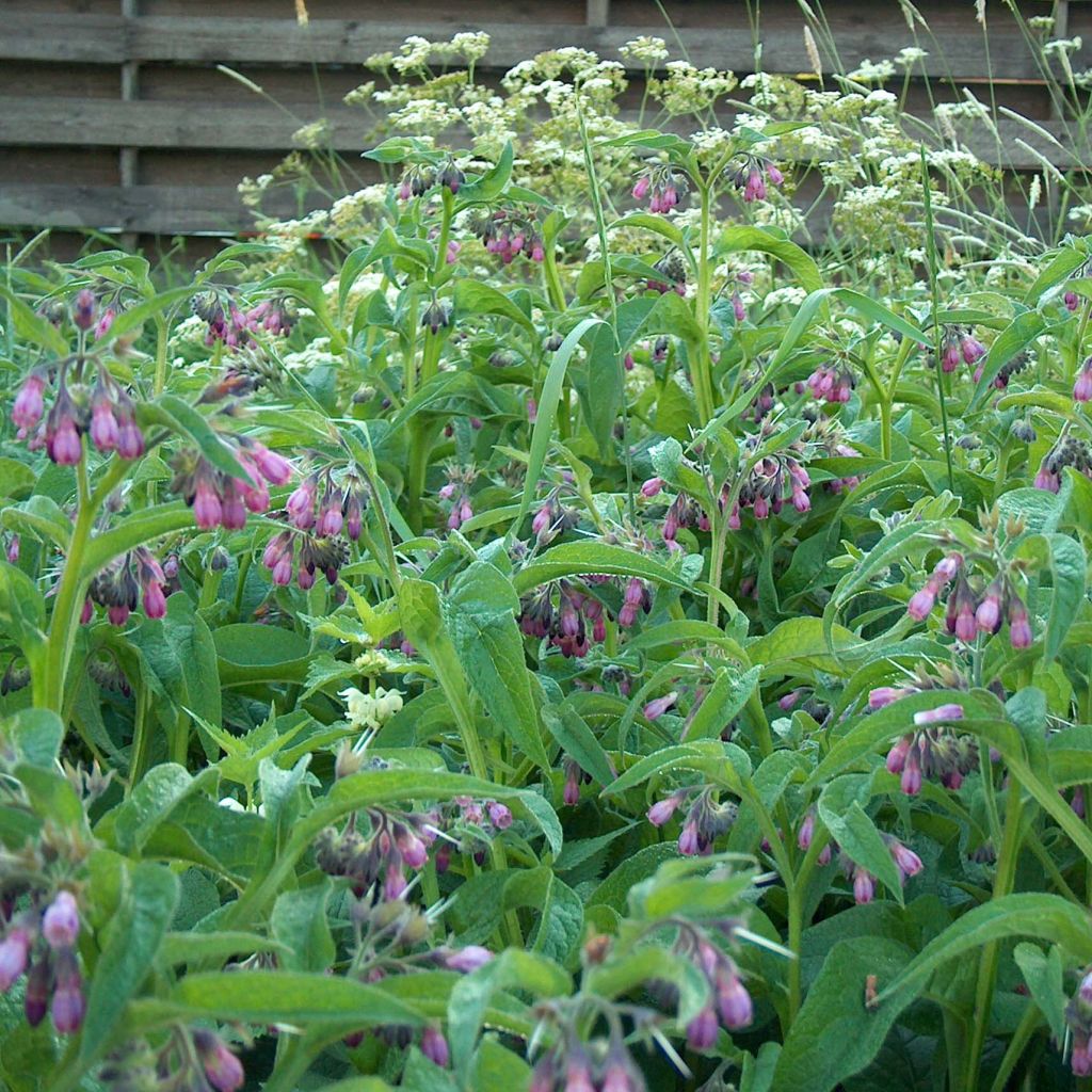 Rohtoraunioyrtti - Symphytum officinale