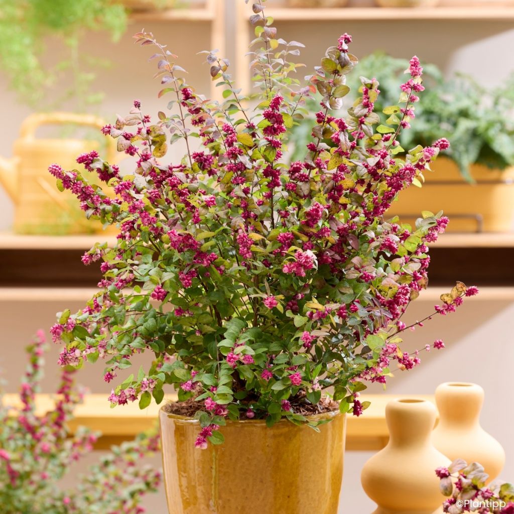 Symphorycarpos Little Berry
