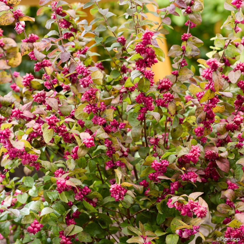 Symphorycarpos Little Berry