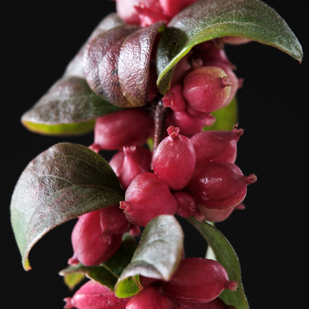 Hollanninlumimarja Magical Berry Christmas