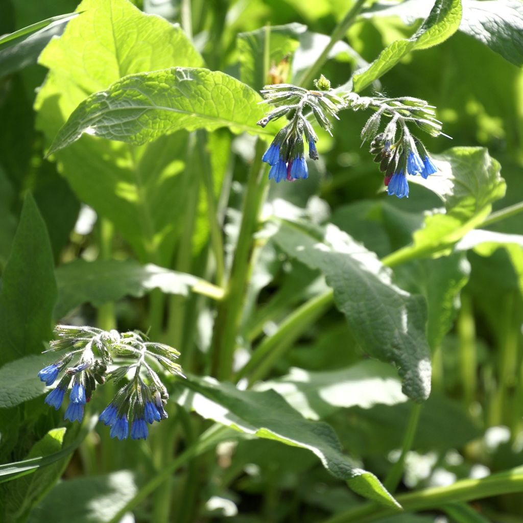 Raunioyrti - Symphytum azureum