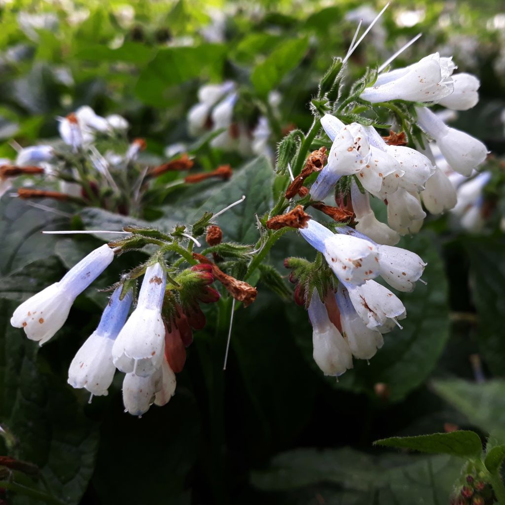 Raunioyrtti Hidcote Blue