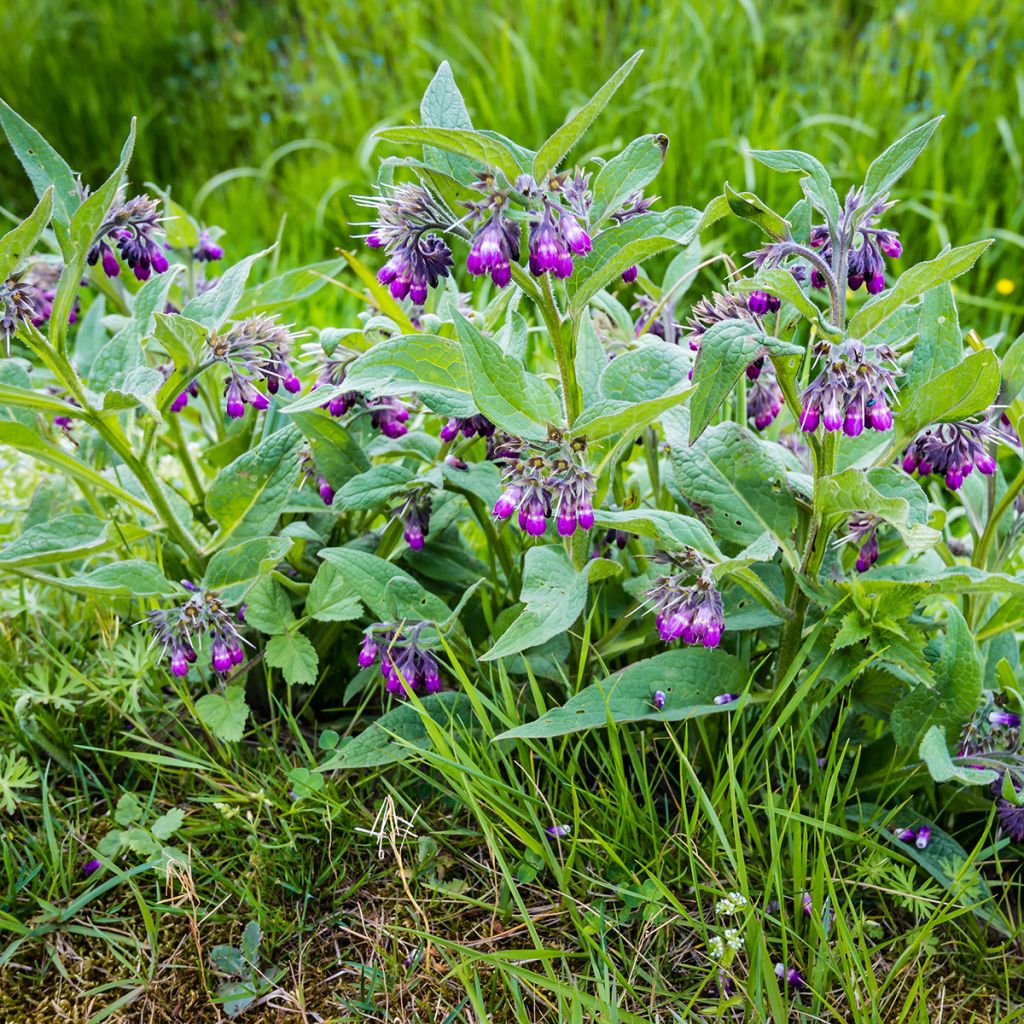 Rohtoraunioyrtti (sipulit) - Symphytum officinale