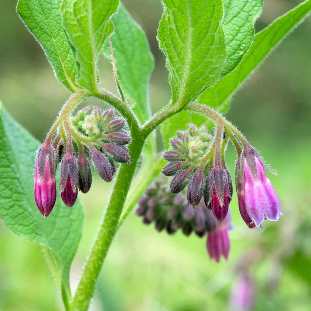 Rohtoraunioyrtti (sipulit) - Symphytum officinale