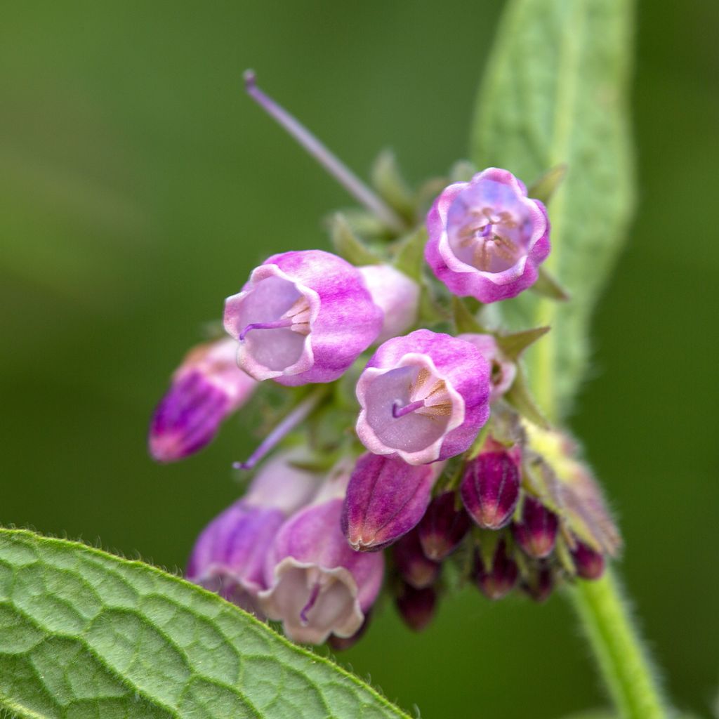Rohtoraunioyrtti (sipulit) - Symphytum officinale