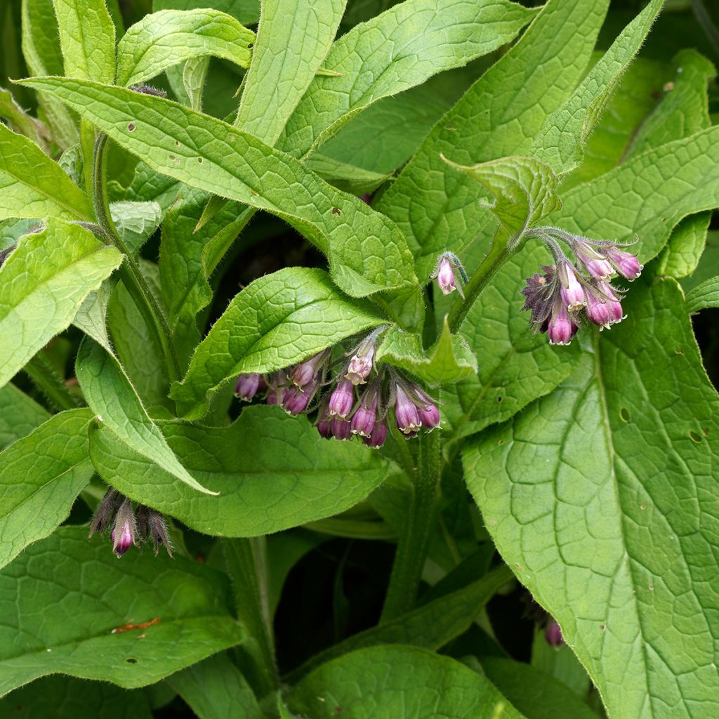 Rohtoraunioyrtti (sipulit) - Symphytum officinale