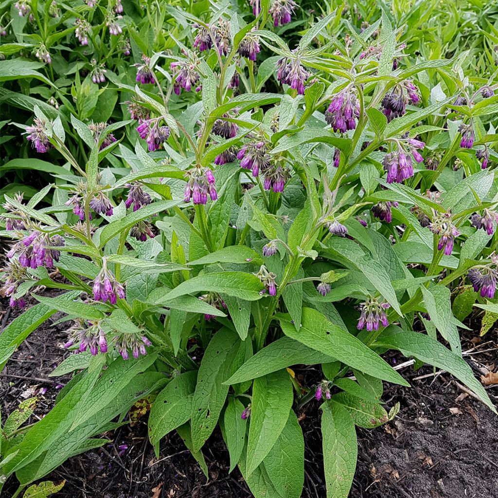 Rohtoraunioyrtti (sipulit) - Symphytum officinale