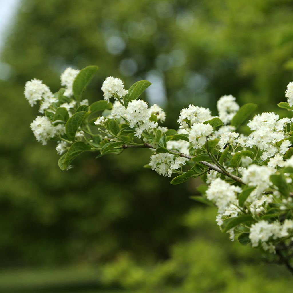 Safiirikorumarja - Symplocos paniculata
