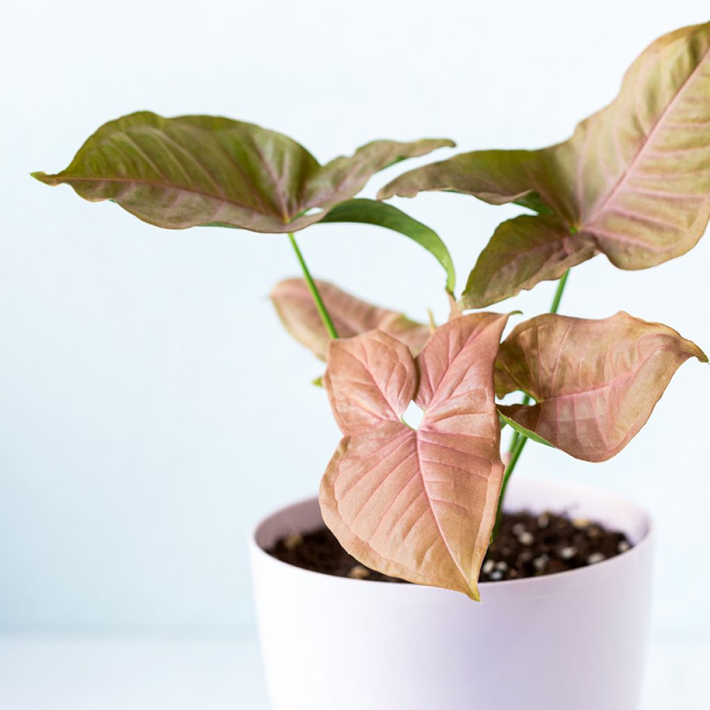 Muulinkultakorva Neon Robusta