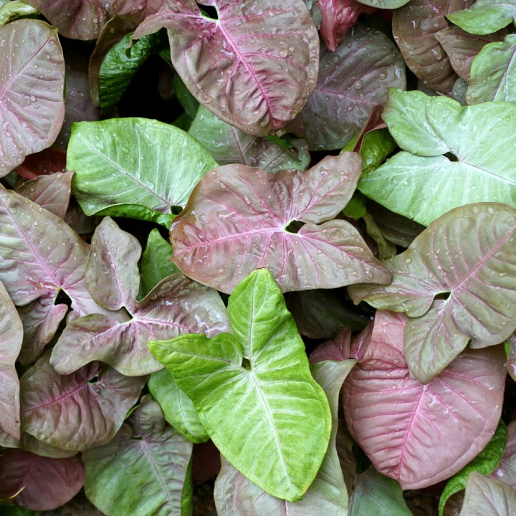 Muulinkultakorva Neon Robusta