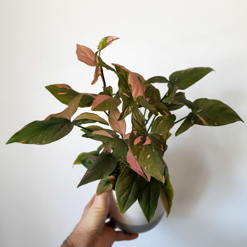 Muulinkultakorva Pink Splash