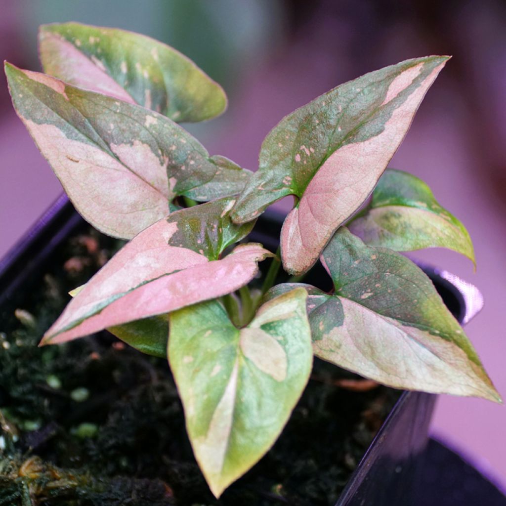 Muulinkultakorva Pink Splash