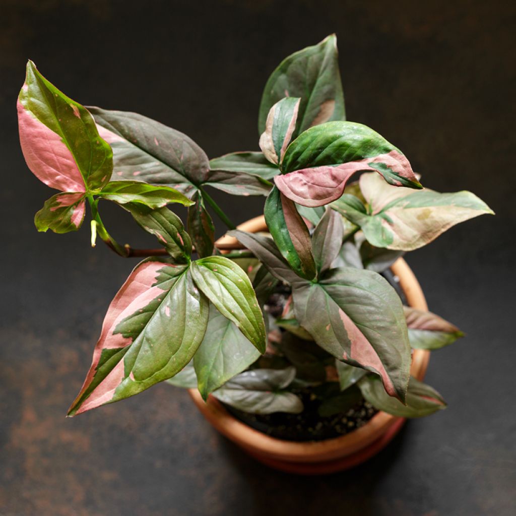 Muulinkultakorva Pink Splash