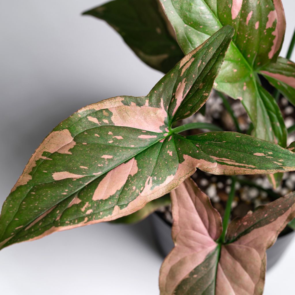 Muulinkultakorva Pink Splash