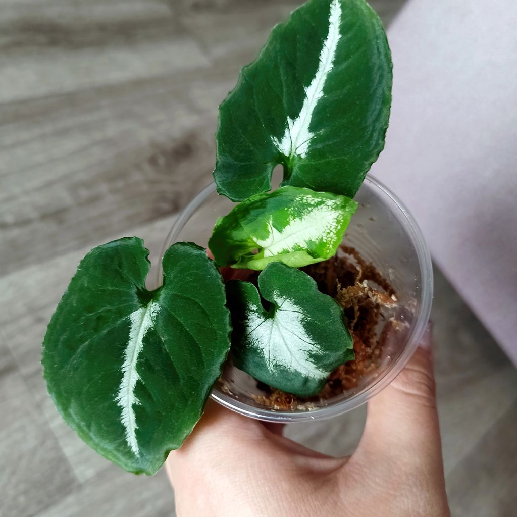 Kultakorva - Syngonium wendlandii