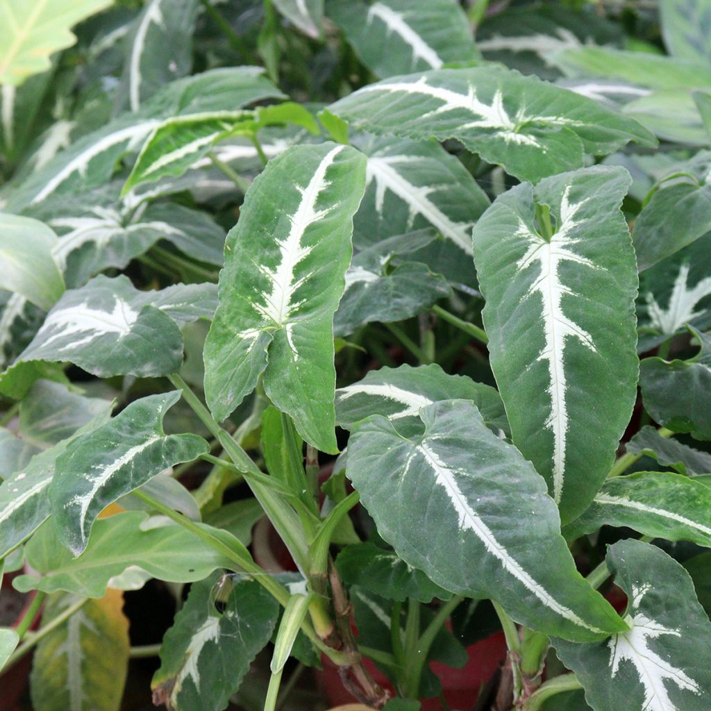 Kultakorva - Syngonium wendlandii