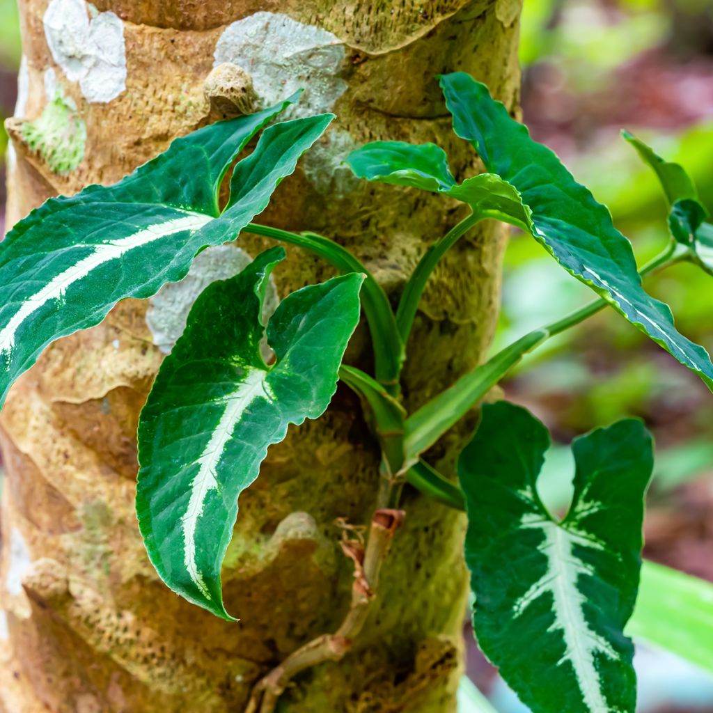 Kultakorva - Syngonium wendlandii