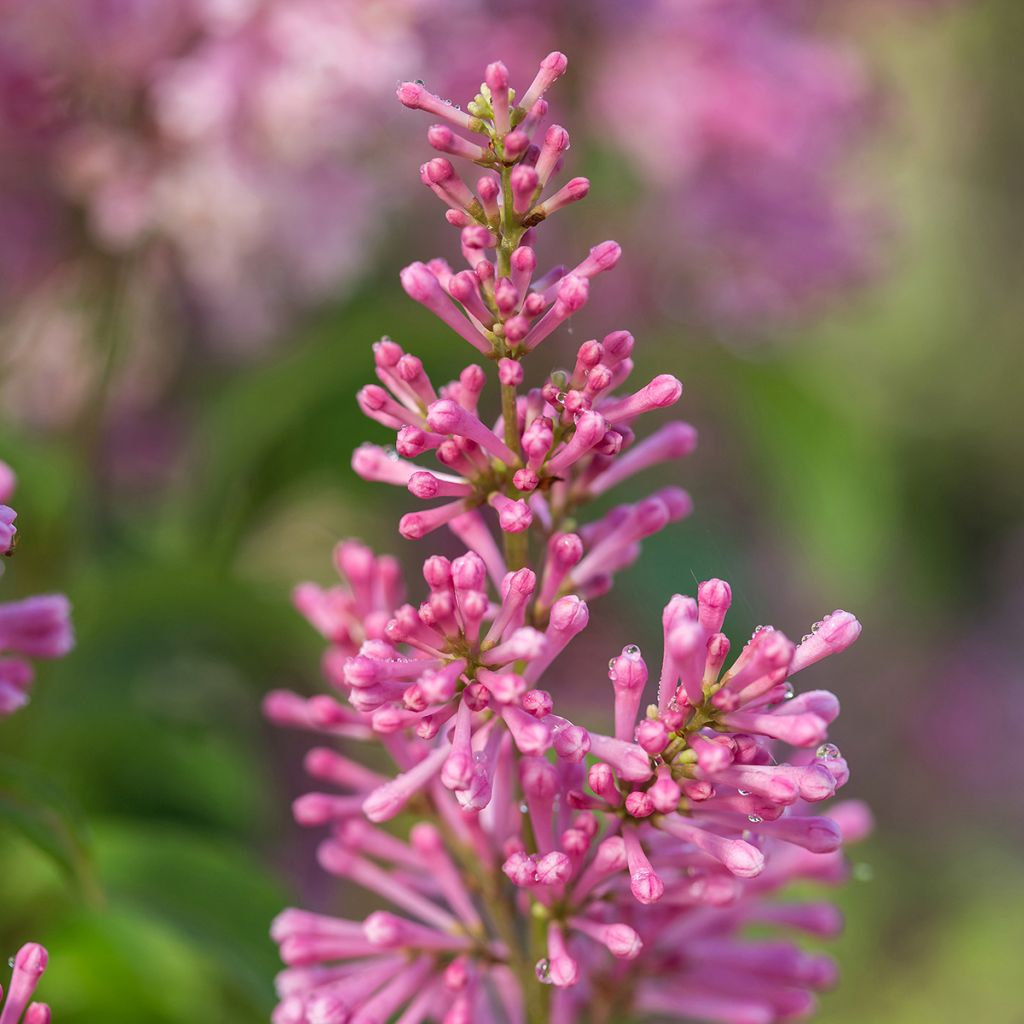 Isabellansyreeni Pinktini