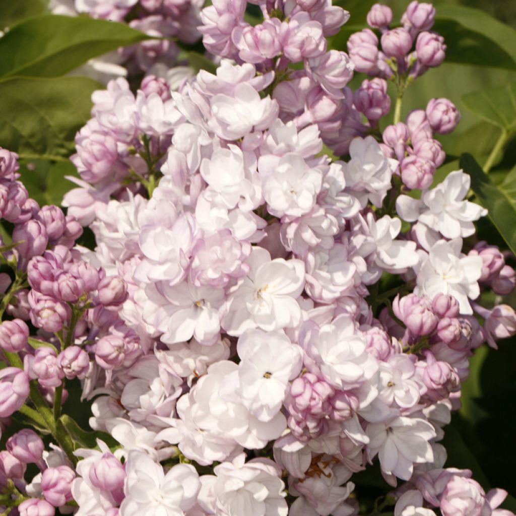 Pihasyreeni Rose DE Moscou