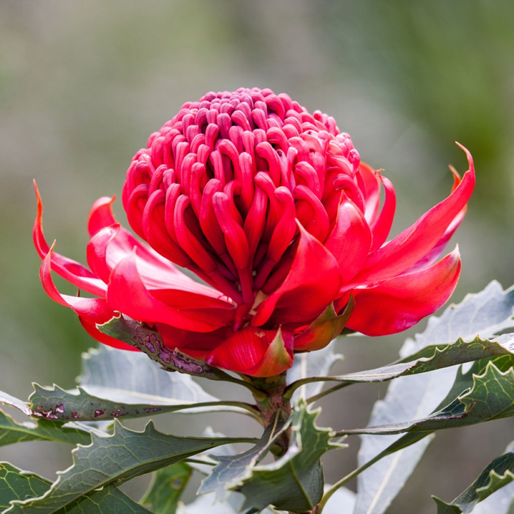 Telopea speciosissima Red Embers