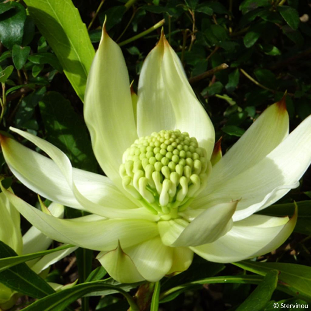 Telopea speciosissima Valkoinen