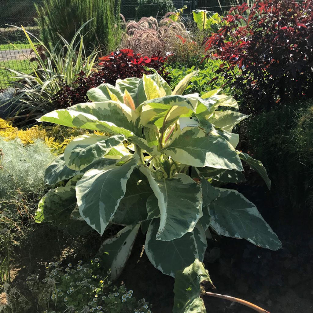 Tupakka Variegata