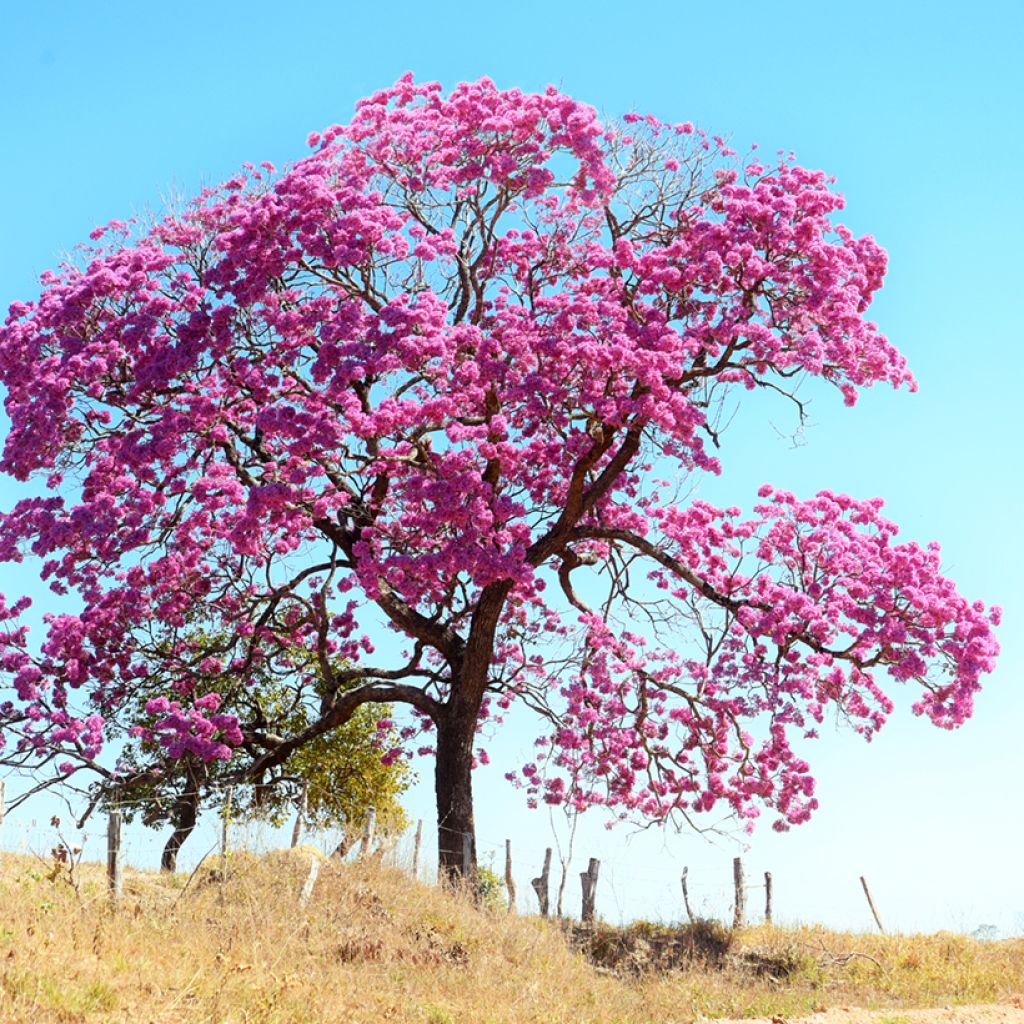 Jousisoihtupuu - Tabebuia impetiginosa