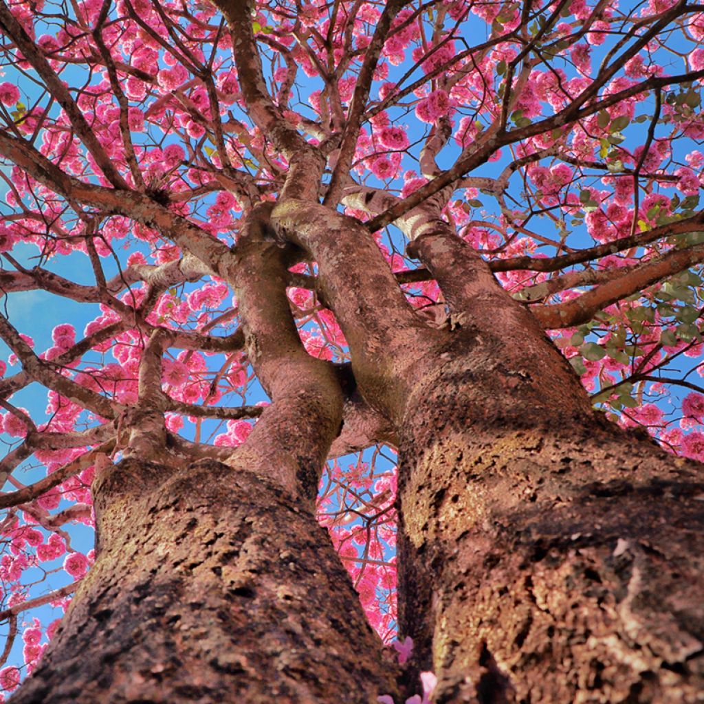Jousisoihtupuu - Tabebuia impetiginosa