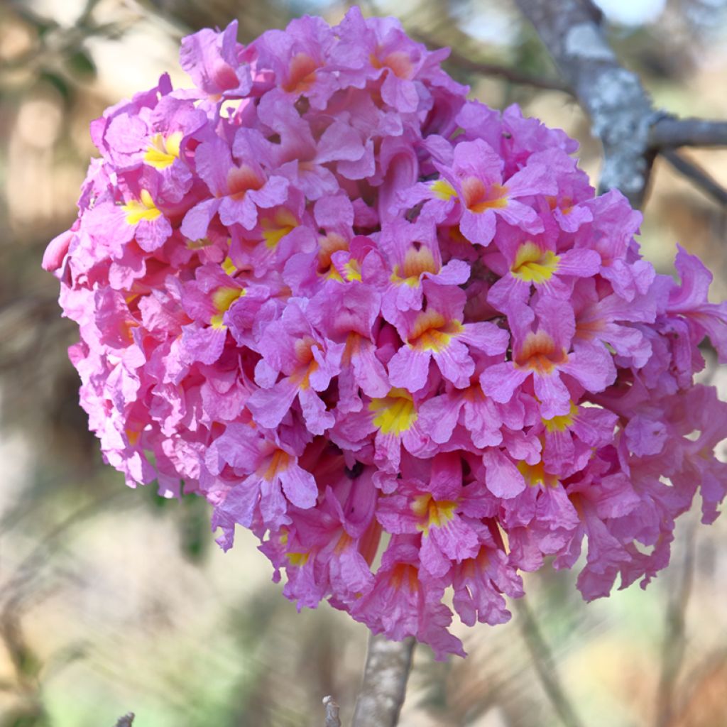 Jousisoihtupuu - Tabebuia impetiginosa