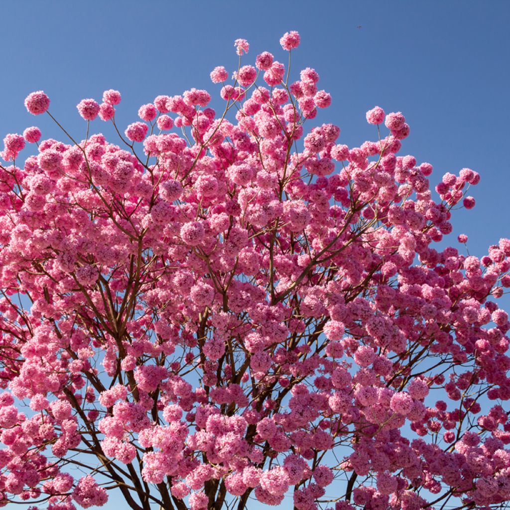 Jousisoihtupuu - Tabebuia impetiginosa