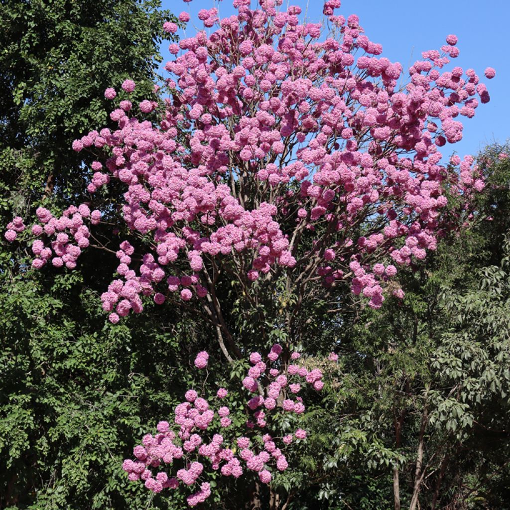 Jousisoihtupuu - Tabebuia impetiginosa
