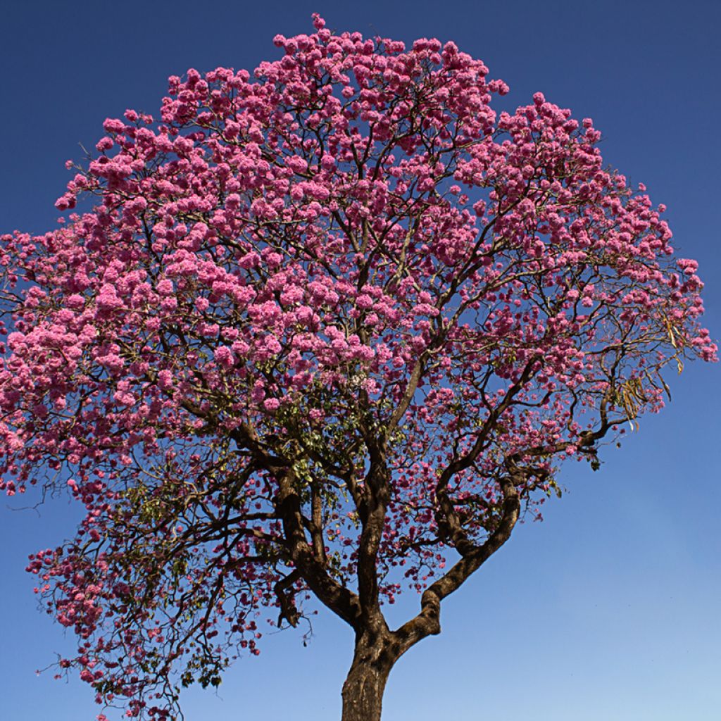 Jousisoihtupuu - Tabebuia impetiginosa