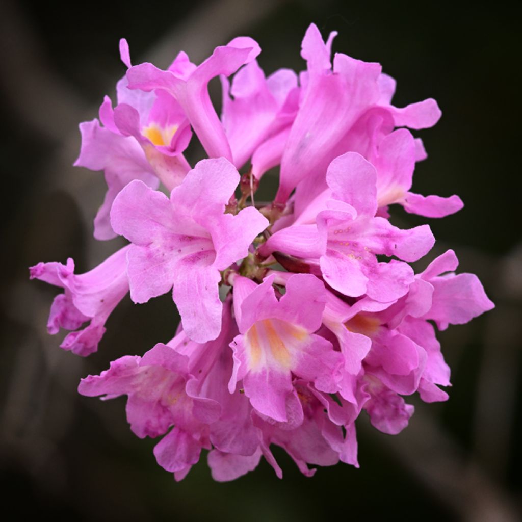 Jousisoihtupuu - Tabebuia impetiginosa