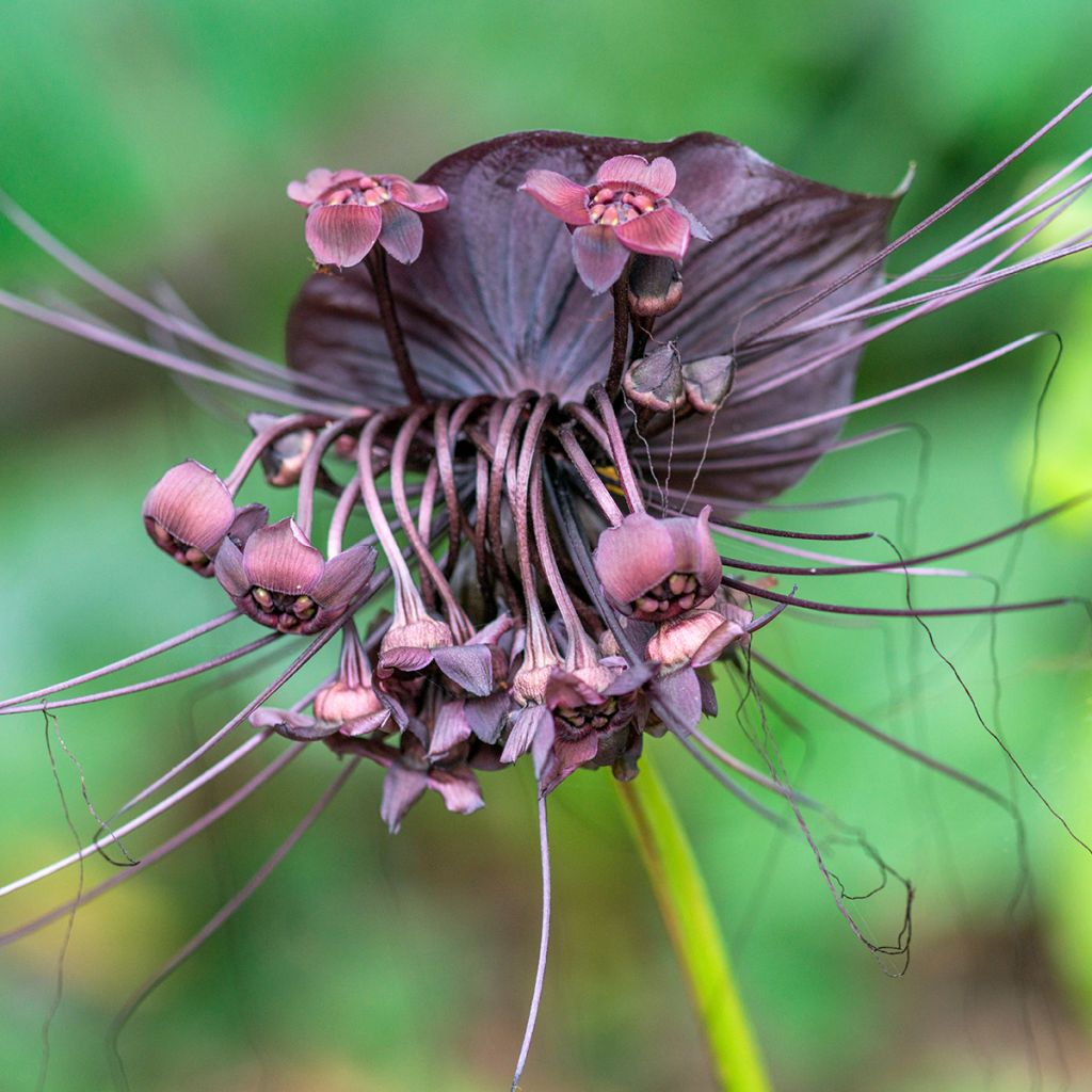 Tummaviiksikki - Tacca chantrieri
